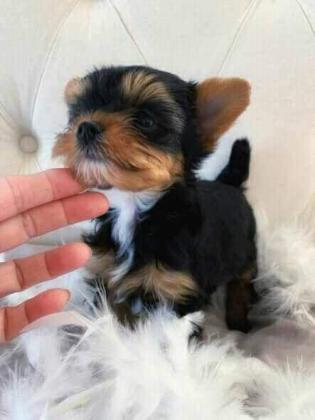 Charming Teacup Yorkie Pups