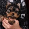 Our beautiful male and female Yorkie puppies