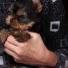 Quality Tiny Yorkie Puppies