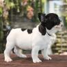 We have male and female french bulldog puppies