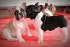 We have male and female french bulldog puppies