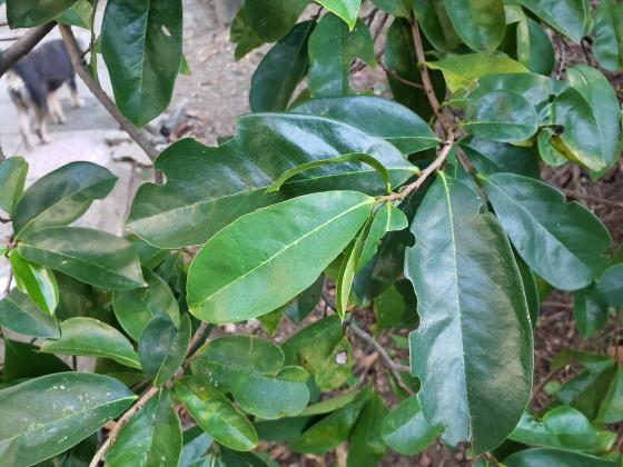 Fresh Soursop and Mango Leaves for sale