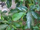 Fresh Soursop and Mango Leaves for sale